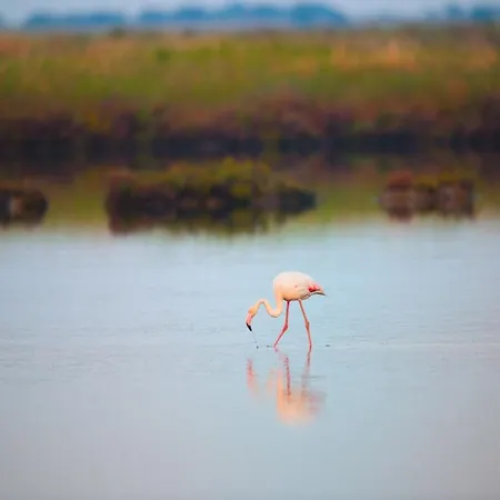 Beautiful Flat By Shore * روسولينا ماري